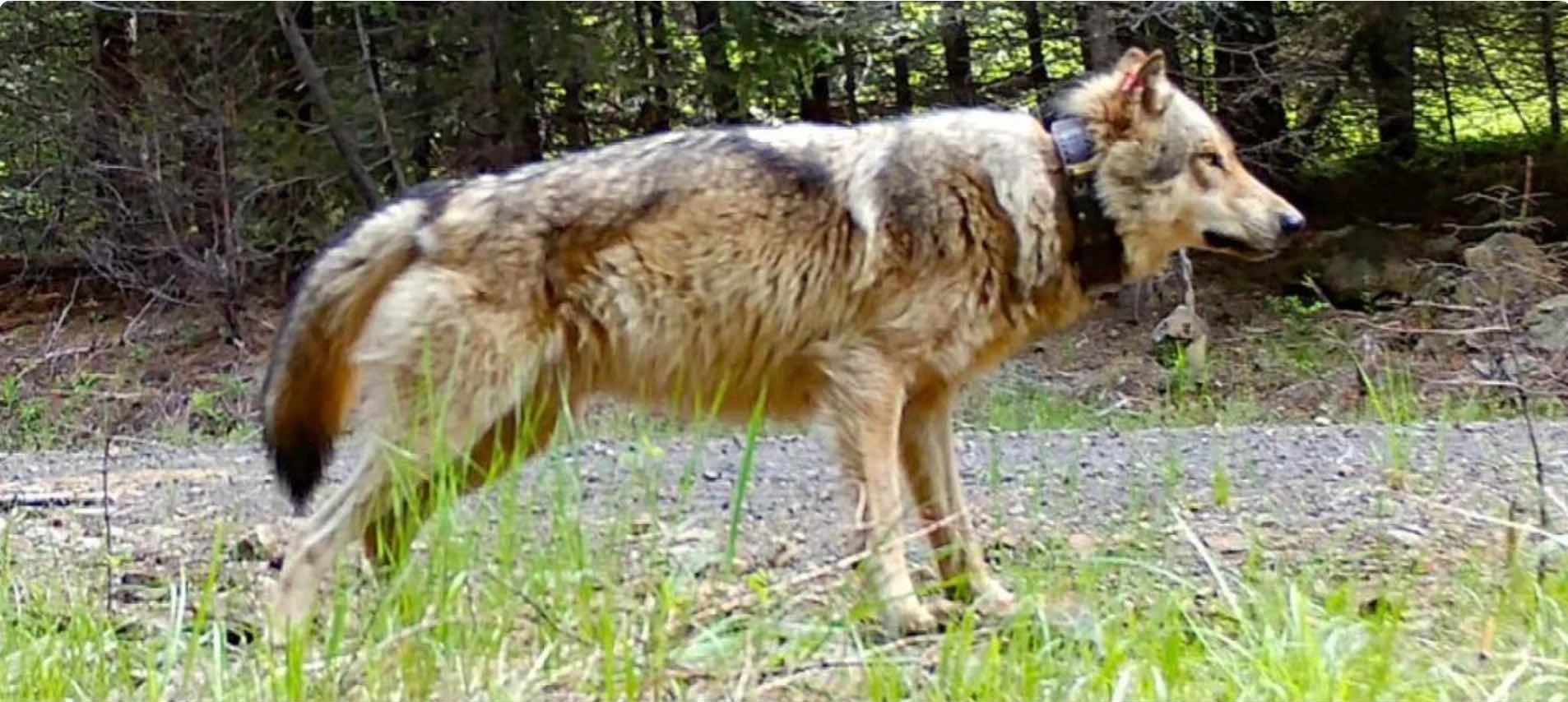 Southwest Washington has its first wolf pack — Columbia Community